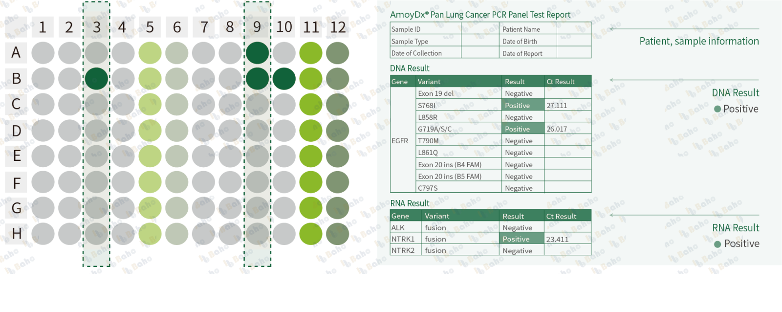 AmoyDx Report Automation Software (ARAS PCR)